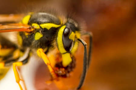 Beautiful Median wasp (Dolichovespula) portrait