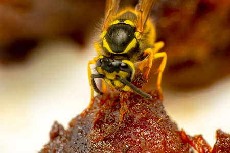 Beautiful Median wasp (Dolichovespula) portraitの写真素材