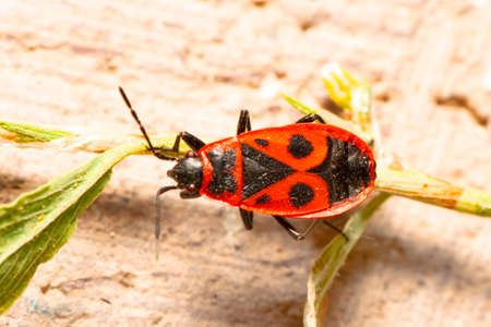 Close up beautiful Red insect in the gardenの写真素材