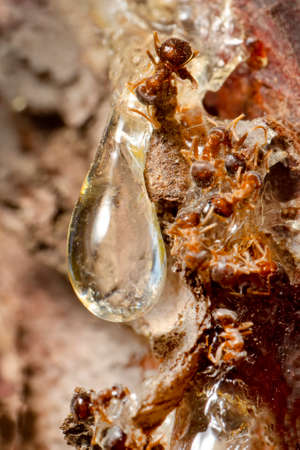 Pine resin amber color flows down the bark of the tree. Damaged pine bark dripping sticky resinの写真素材