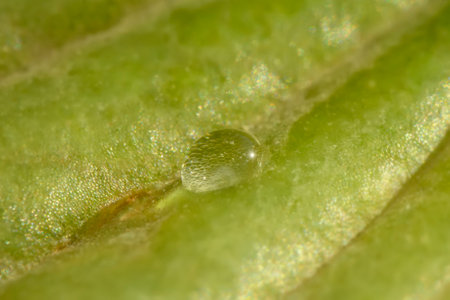 Leaf with water droplets close-up macro photography. high quality photo
