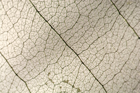 Leaf texture background. Leaf texture closeup. leaf texture background