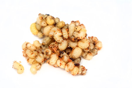 White mulberry isolated on a white background. close-up.