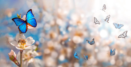 Butterflies flying over a blooming almond tree in springtimeの写真素材