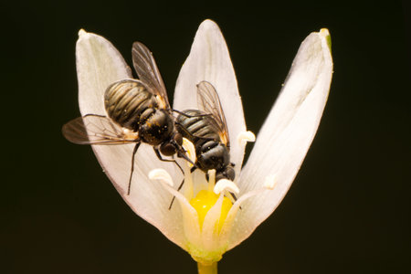 Macro photo of a fly on a white flower with black background