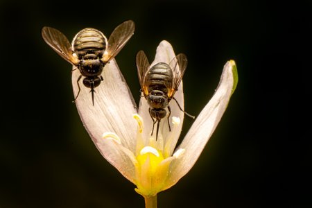 Close up of two bees on a white flower with black background.の写真素材