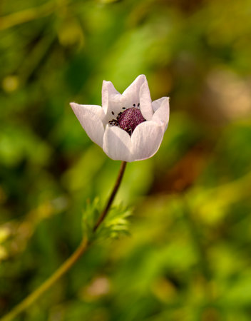 Close up of an anemone flower in bloom on a meadowの写真素材