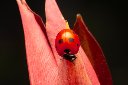 ladybug on red flower petal macro close up black backgroundの写真素材