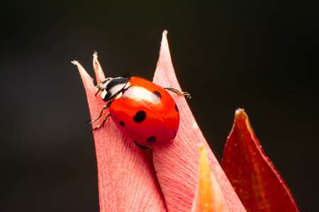 ladybug on red flower petal macro close up. natureの写真素材