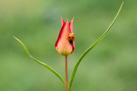 Red tulip with ladybug on green background, close up.の写真素材