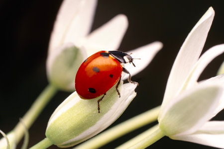 ladybug on white flower macro close up photo ladybug insectの写真素材