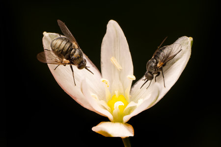 two bees on a white flower on a black background, close-upの写真素材