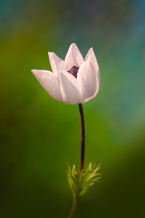 Beautiful white anemone flower on a background of green grassの写真素材