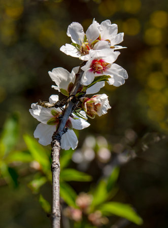 Almond tree blossom in spring, close-up image.の写真素材