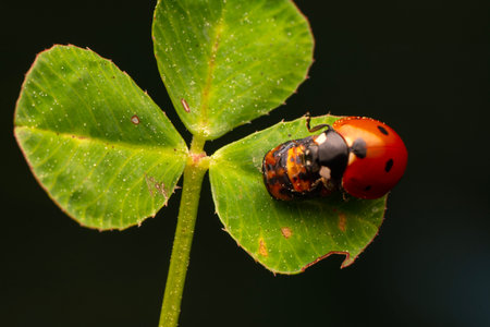 ladybug on green leaf in the wild, closeup of photoの写真素材
