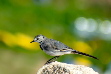 White Wagtail (Motacilla alba) in the natureの写真素材