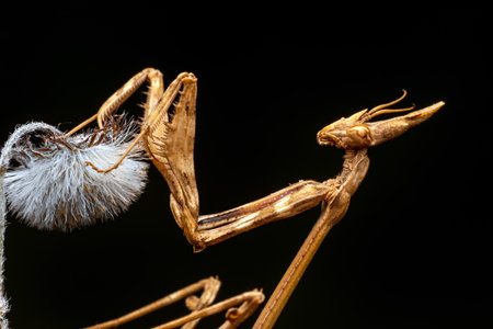 Dead mantis on a black background. close up. selective focus.の写真素材