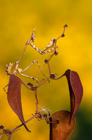 Praying mantis (Phasmatodea) in natureの写真素材