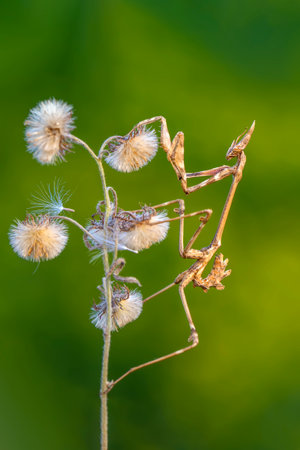 Praying mantis (Mantis religiosa) on thistleの写真素材