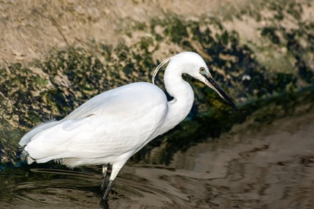 Little egret (Egretta garzetta) standing in waterの写真素材