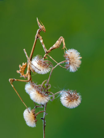 Praying mantis (Mantis religiosa) on dandelionの写真素材