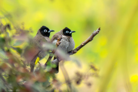 Two bulbul birds sitting on a branch in the forest in the springの写真素材