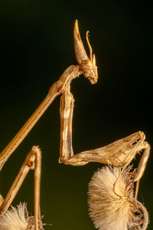Praying mantis, Phasmatodea indicaの写真素材