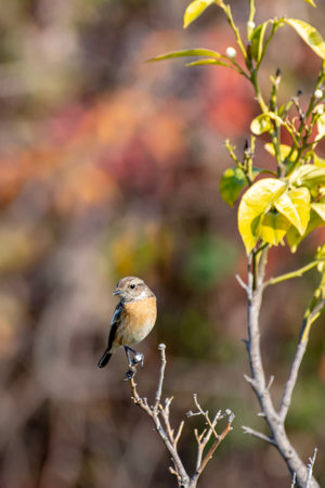 Female Eastern Redstart (Saxicola rubicola) perched on a branchの写真素材