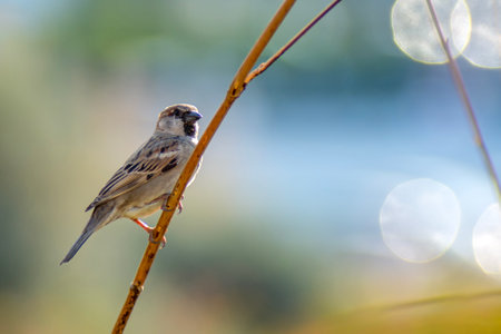 Sparrow sitting on branch with bokeh background, natureの写真素材