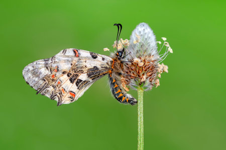 butterfly on flower in the wild, closeup of photoの写真素材