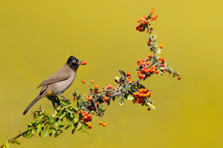 White-vented Bulbul (Pycnonotus goiavier) perched on a branch with berriesの写真素材