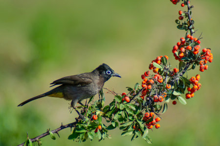 Black-crested Bulbul, Pycnonotus goiavier
