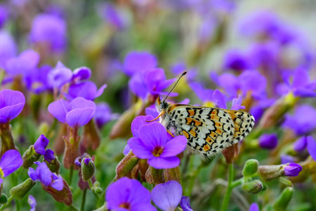 Butterfly on a purple flower in a meadow in springの写真素材