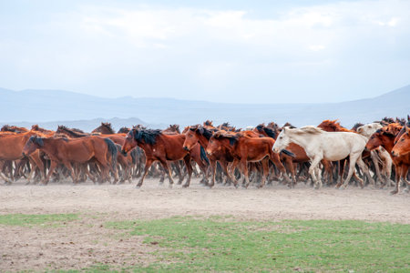 Herd of horses running in the steppe in a sunny dayの写真素材