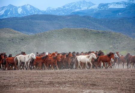 Herd of horses in the field, Patagonia, Argentinaの写真素材