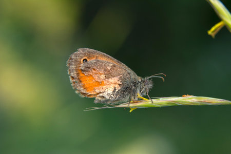 Butterfly on a plant in the nature. macro photography.の写真素材