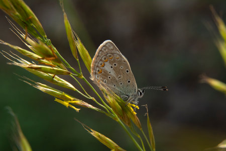 butterfly on a flower in the wild, closeup of photo