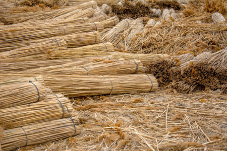 Straw drying in the sun, closeup of photo with selective focusの写真素材