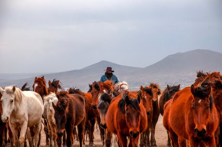 Horse herd in the desert of Tiwanaku, Bolivia.の写真素材