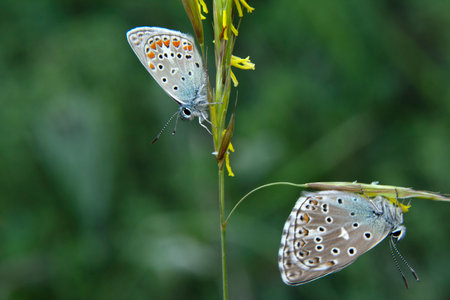 Butterflies mating on a yellow flower, closeup of photoの写真素材