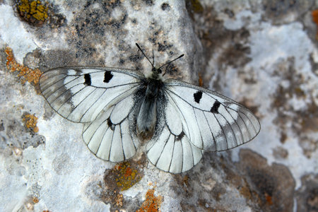 Butterfly on a stone in the mountains of Montenegro.の写真素材