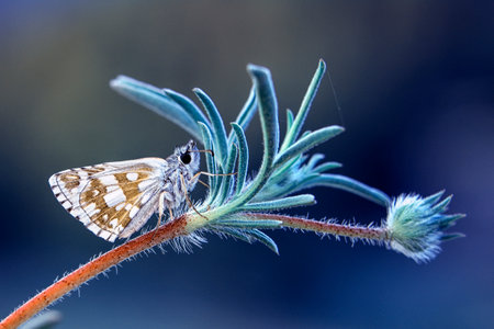 Macro of a butterfly on a green plant with a blue backgroundの写真素材