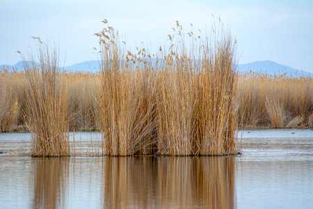 reeds on the lake in winter, photo as a background, digital imageの写真素材
