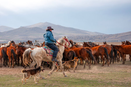 Horse riding in the Mongolian steppe. Mongolian horseman on horsebackの写真素材