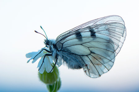 butterfly on white flower isolated on a white background. macroの写真素材