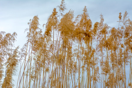 reeds on the background of the blue sky, beautiful photo digital pictureの写真素材