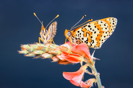 butterfly on a flower in the nature or in the gardenの写真素材