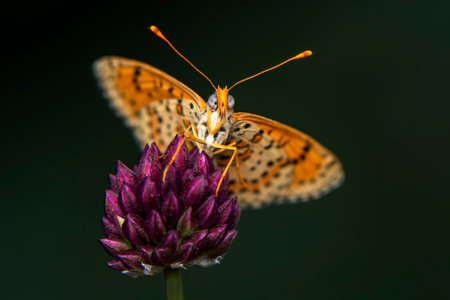 butterfly sitting on a flower in the meadow. macroの写真素材