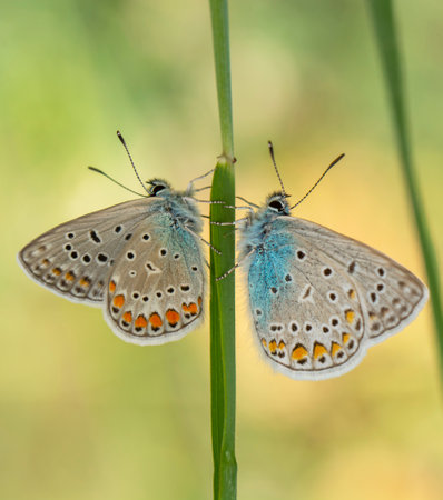 Macro of two butterflies mating on a blade of grass in natureの写真素材