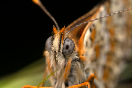 Macro shot of a butterfly on a green leaf in nature.の写真素材